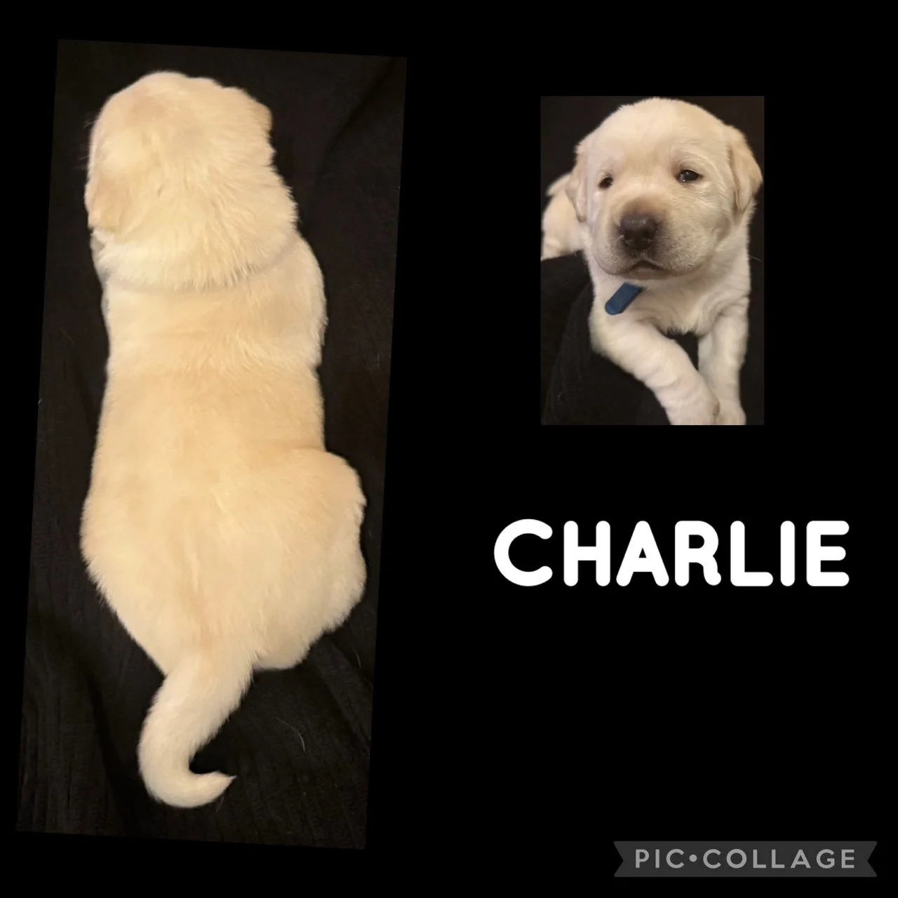 Upcoming Litters — Heatherdowns Labradors, Ltd